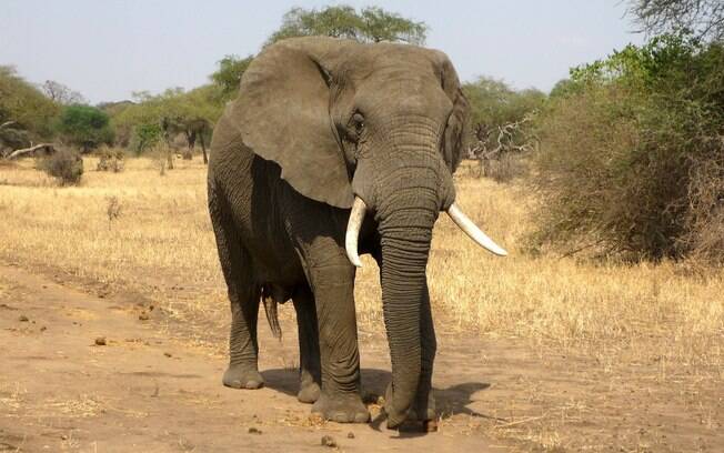 Segundo funcionários, elefante visita a região do hotel desde 2013.