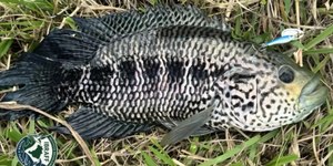 Se fisgar, não devolva à água: peixe-jaguar ameaça Rio Jacaraípe