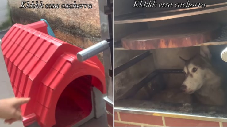 Husky ignora casinha e prefere descansar dentro da churrasqueira