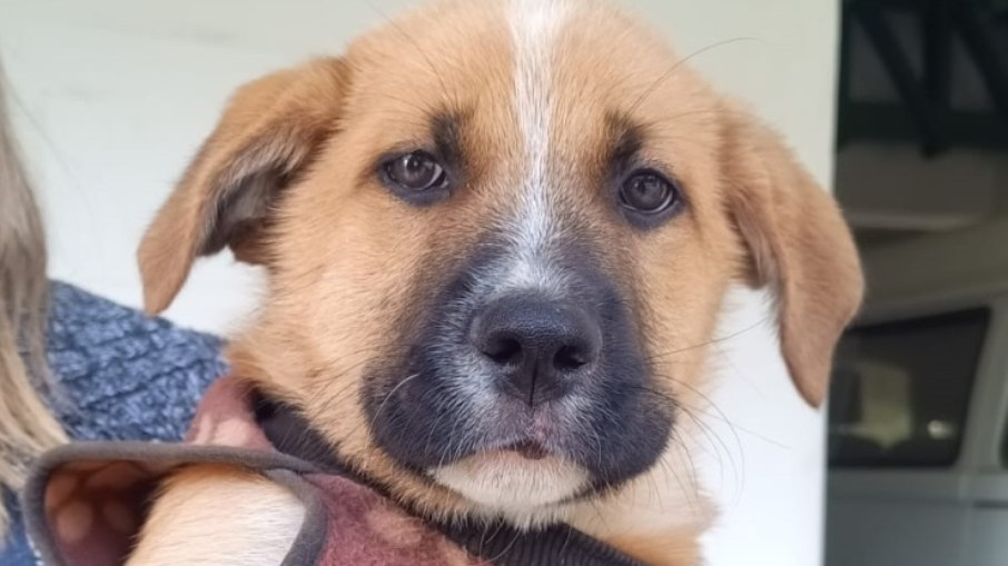 Campanha visa conscientizar sobre a segurança dos animais no trânsito e a posse responsável Campanha visa conscientizar sobre a segurança dos animais no trânsito e a posse responsável