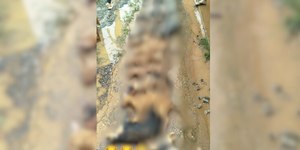 Mais de 20 gatos morrem afogados em ONG durante chuva em MG