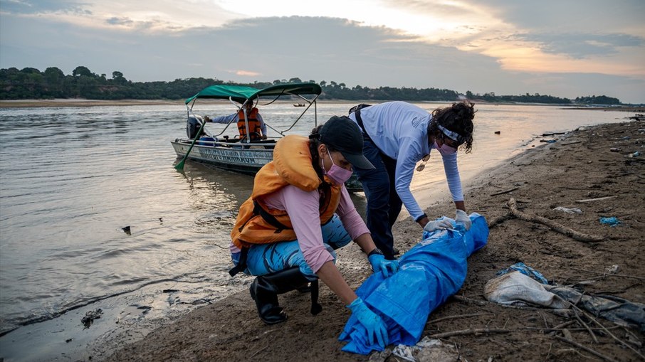 Número alarmante de botos-cor-de-rosa e tucuxis são encontrados mortos em lago no Amazonas