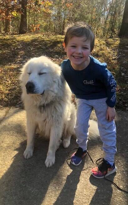 Cão de guarda fofo