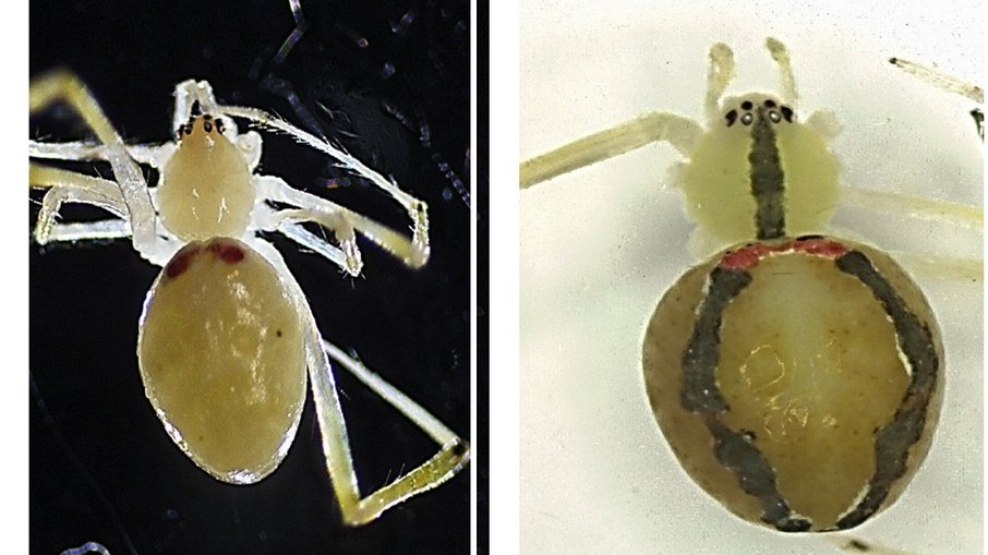 A aranha-da-cara-feliz-do-Himalaia (Theridion himalayana) foi descoberta em julho deste ano