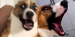 Seu cachorro "discute" com você? Saiba o motivo
