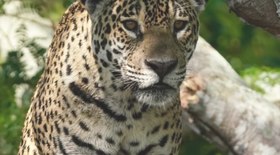 Menino de 2 anos mata a mãe com disparo acidental