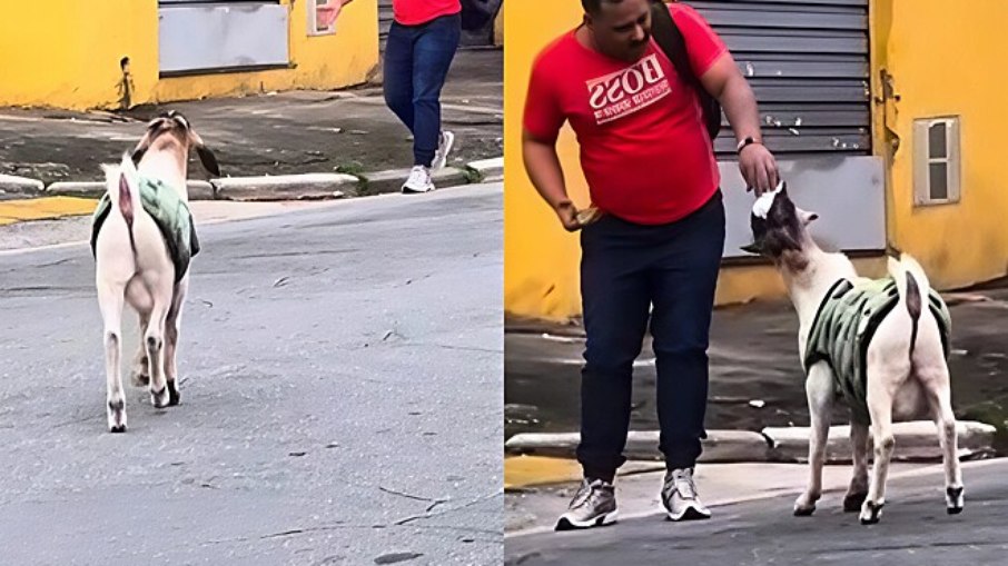 Bode de roupinha viraliza ao correr para cumprimentar melhor amigo Bode de roupinha viraliza ao correr para cumprimentar melhor amigo