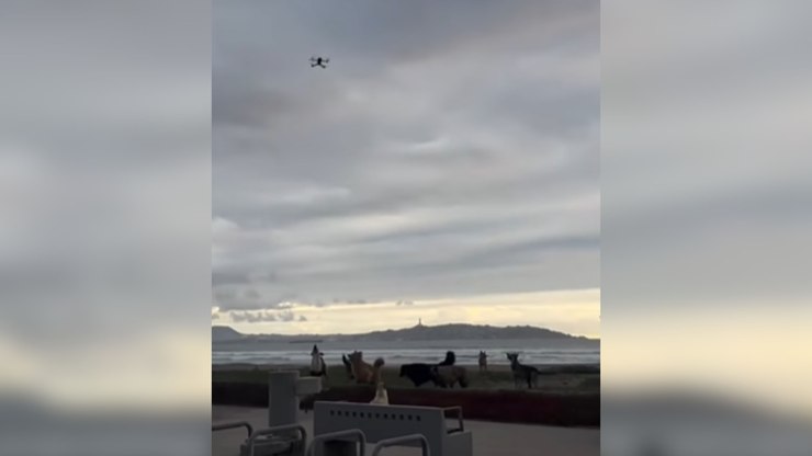 Cachorros transformam pouso de drone em missão impossível