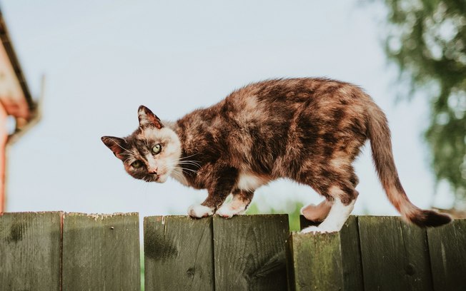 Hábito simples ajuda gatos a viverem mais, diz estudo 0tman9gvlepku0p280knslwsm