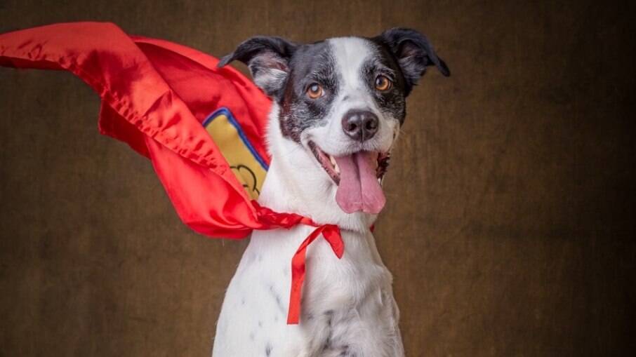 Super Noopy é um cachorro alegre que ficou famoso nas redes sociais por ser um exemplo de superação