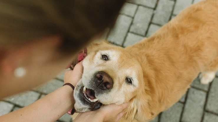 Qual é a expectativa de vida de cada raça de cachorro