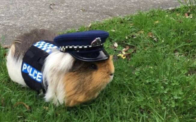 Esse porquinho-da-índia faz sucesso como 'social media' da Polícia na Nova Zelândia