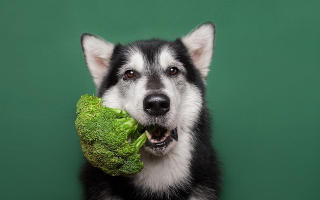 10 alimentos que podem ser oferecidos aos cachorros