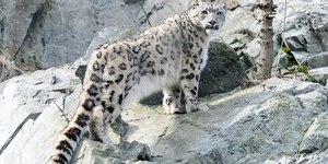 VÍDEO: leopardo ataca mulher que tentou tirar foto com o animal