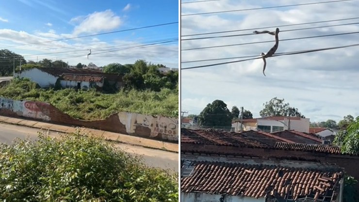 Cobra%20el%C3%A9trica%3F%20Serpente%20anda%20nos%20fios%20e%20assusta%20moradores