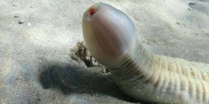 Fóssil de "verme-pênis" é descoberto no Grand Canyon, nos EUA
