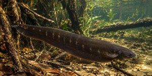 IA revela como peixe elétrico “enxerga” o mundo