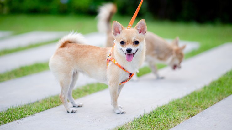 Por que é importante proteger pets contra vermes, pulgas
e carrapatos?