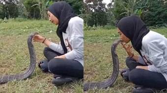 Vídeo: mulher beija boca de cobra peçonhenta e gera revolta