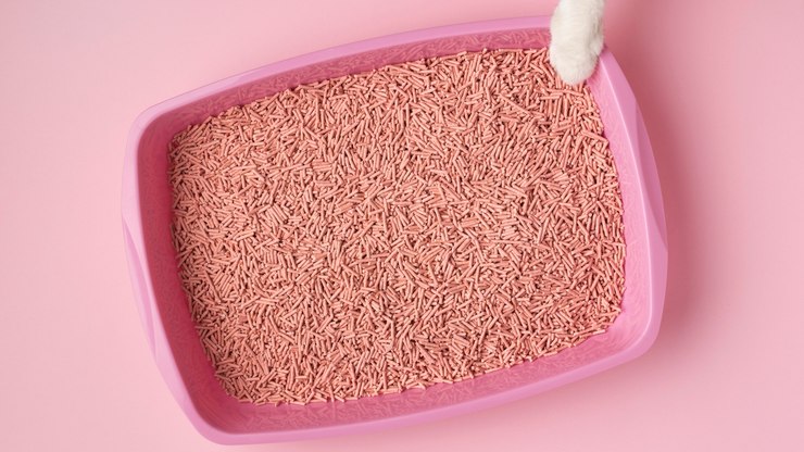 Caixa de areia de gatos: como reduzir o odor naturalmente