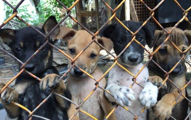 Na Coreia do Sul, os consumidores de carne de cachorro podem escolher o animal ainda vivo e assistir ao abate