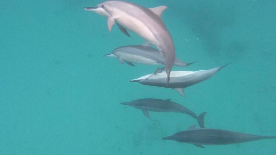 Foto de golfinhos em um mergulho em Fernando de Noronha, uma experiência única