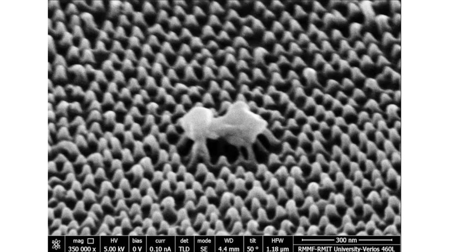 Imagem microscópica de uma célula viral sendo rompida pela superfície nanotexturizada. Imagem microscópica de uma célula viral sendo rompida pela superfície nanotexturizada.