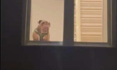 Buldogue chama atenção de vizinho por como sobe as escadas