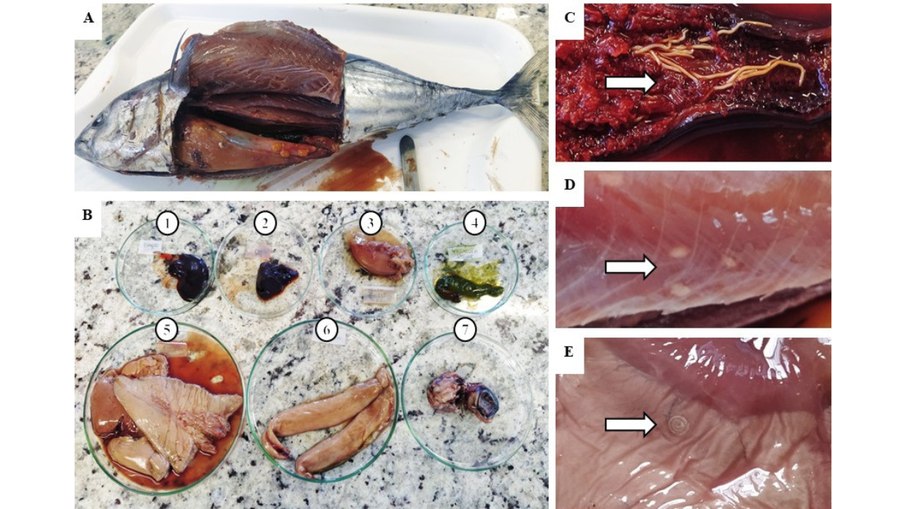 Pesquisadores encontraram mais de 1,6 mil parasitas em 53 exemplares de atum-bonito
