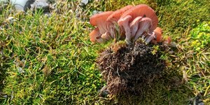 Brasileiros descobrem quatro espécies de cogumelos na Antártica