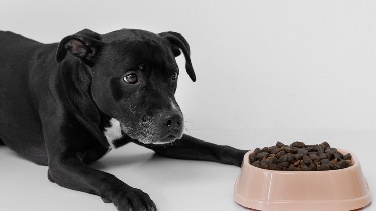O que muda na alimentação quando o pet envelhece?