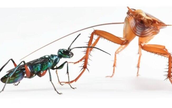 Baratas-americanas se defendem de vespas com chute de karatê