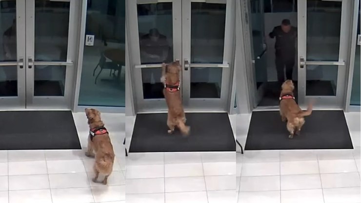 Cadela ajuda
agente do Corpo de Bombeiros em momento de emergência
