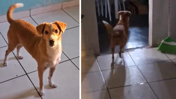 Cachorro caramelo só obedece ao tutor após ouvir a palavra banho