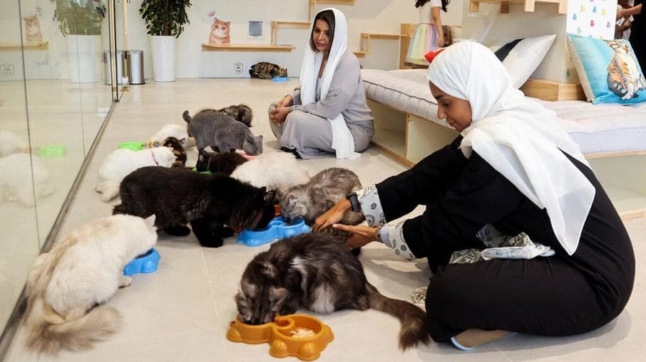Petoya Pets Hotel permite que gatos fiquem hospedados