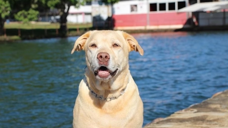 Cão herói de Brumadinho, Thor morre aos 12 anos