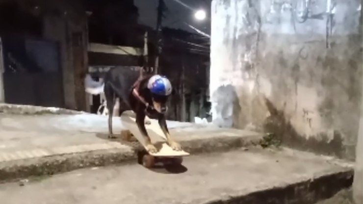 Cadela resgatada de maus-tratos impressiona ao andar de skate