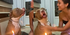 Pitbull "canta" parabéns em festa de aniversário e viraliza