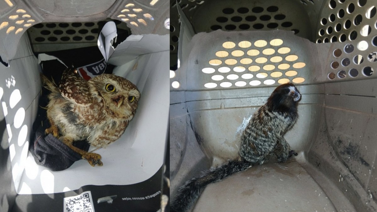 Coruja e mico resgatados pelo GAPA Vinhedo Coruja e mico resgatados pelo GAPA Vinhedo
