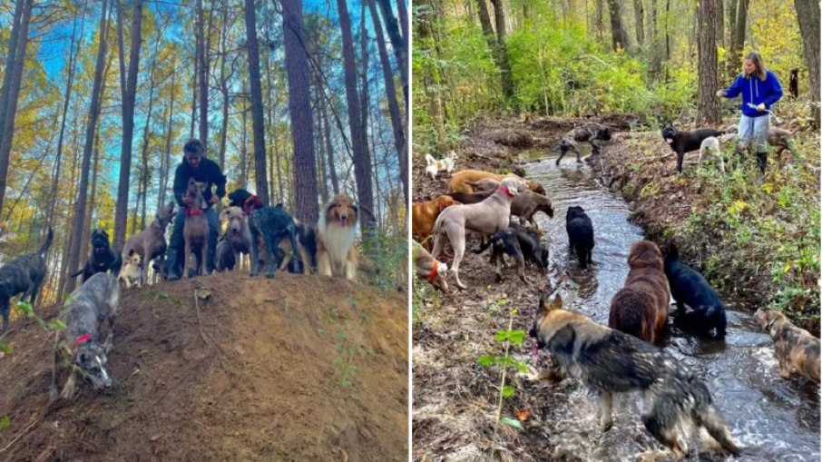O casal se tornou viral nas redes sociais ao compartilhar a rotina com o grupo de cães de diferentes raças e tamanhos.