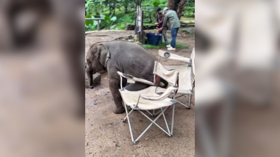 Filhote de elefante tenta sentar em cadeira