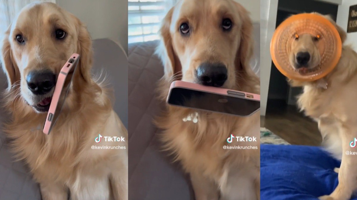Tutor compartilha momentos divertidos de seis cães golden retriever