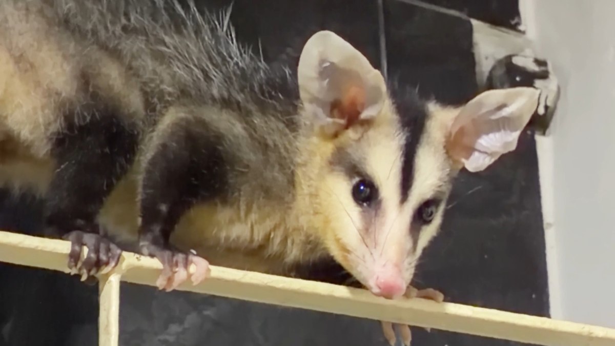 Babá de gatos é surpreendida com saruê intruso