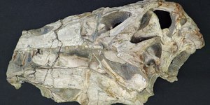 Alemanha vai devolver fóssil de dinossauro brasileiro; entenda