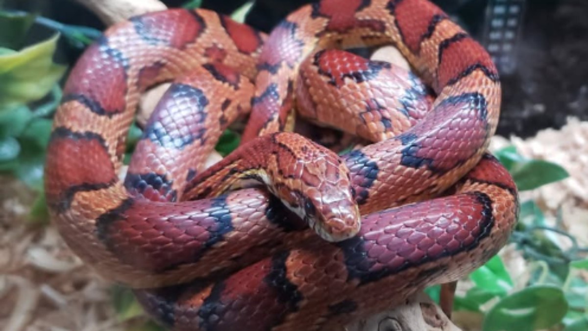 Corn Snake (Pantherophis guttatus) Corn Snake (Pantherophis guttatus)