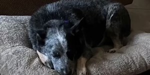 Cão sobrevive a enchente dentro de máquina de lavar no Texas