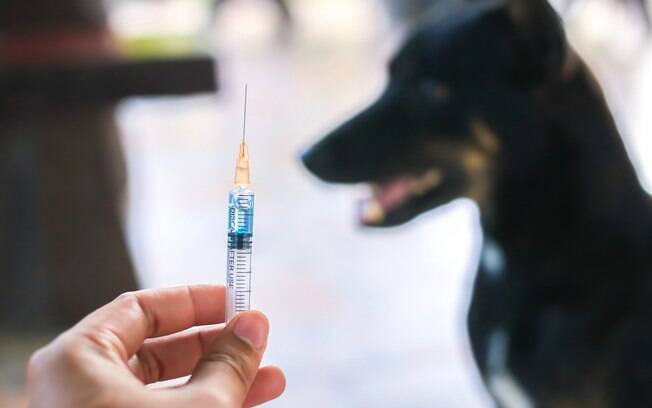 Dor e inflamação no local da vacina são as reações de vacina mais comum em cães e gatos