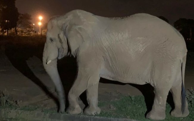 Zoológico de Brasília abre inscrições para visitas noturnas em setembro