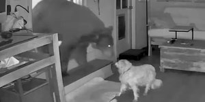 Cão idoso enfrenta urso selvagem durante invasão a casa