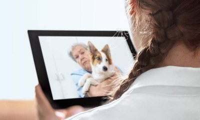 Telemedicina veterinária promete revolucionar a saúde dos pets